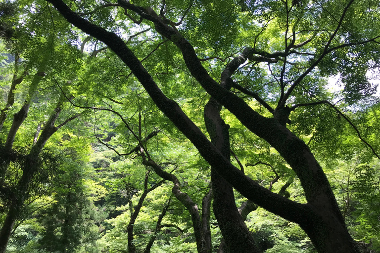 Marche dans la forêt de Mino à Osaka et chute d&#039;eau géante avec déjeuner local