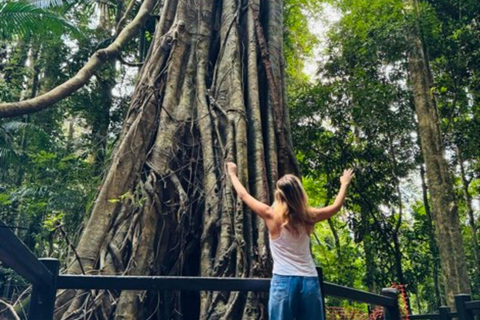 Brisbane: Natural Bridge, Glow worms & Magic Sky View