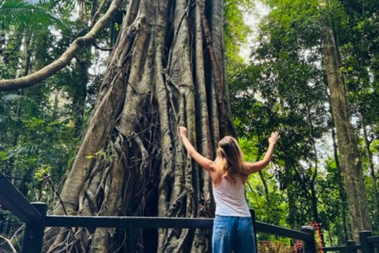 Brisbane: Natural Bridge, Glow worms & Magic Sky View