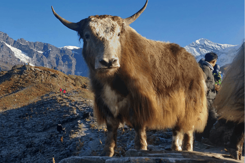 Kathmandu: 5-Day Mardi Himal Trek with Guide and Flights