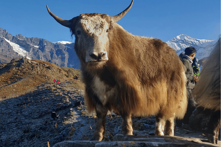 Kathmandu: 5-Day Mardi Himal Trek with Guide and Flights