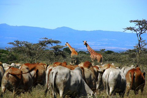 Da Nairobi Ol Pejeta Conservancy Tour guidato di un giorno