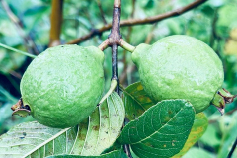 Nadi: Wycieczka do wodospadu z przekąskami i lunchemNadi: Wycieczka do wodospadu z poczęstunkiem i lunchem