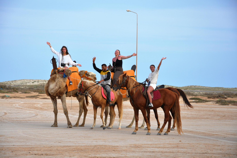 DJERBA: KAMEEL EN PAARD (2U30).