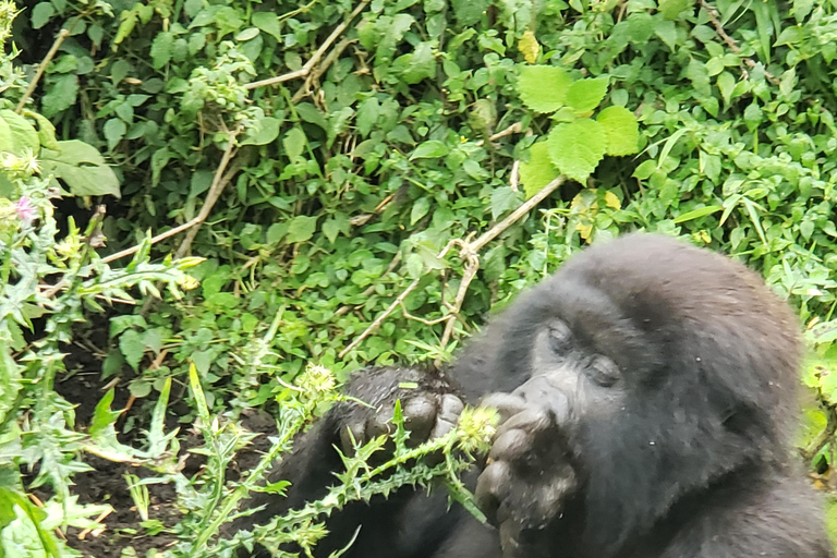 Rwanda: 2-Day Gorilla Trekking Safari from Kigali