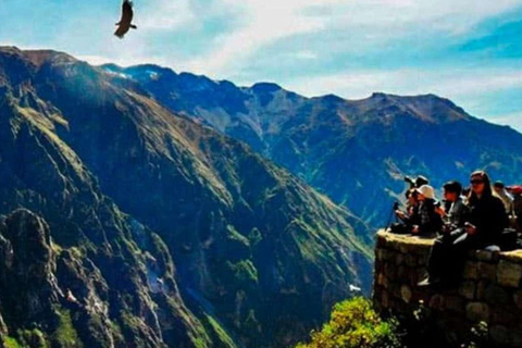 Arequipa: Colca Canyon 1-Tages-Tour mit Guide | Kondorflug |