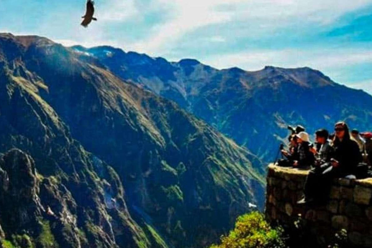 Arequipa: Colca Canyon 1-Tages-Tour mit Guide | Kondorflug |