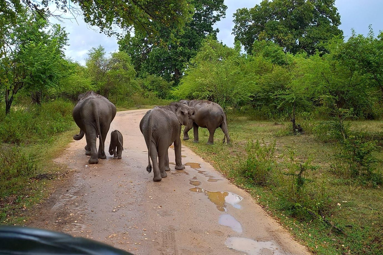 De Galle / Mirissa / Hikkaduwa - Excursão de Safari em Udawalawa