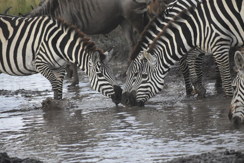 7 Tage Komfort-Mittelklasse-Safari 3 Nächte Serengeti