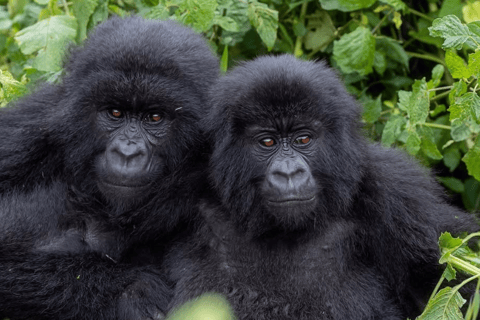 From Kigali: 1-Day Gorilla Trekking Volcanoes National Park From Kigali: 1-Day Gorilla Trekking in Uganda