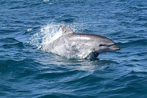 Cagliari: Catamaran Tour, Swimming, Snorkeling, & Prosecco Cagliari: Sailing Tour with Snorkeling and a Prosecco Toast