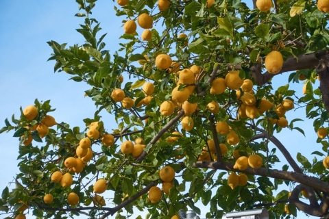 Ruta de los Sabores de Mallorca: Naranjas, aceite de oliva y vinoRuta de los Sabores de Mallorca