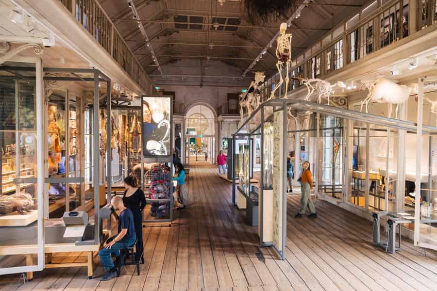 Amsterdam: ARTIS-Groote Museum Entry Ticket. Foto: GetYourGuide Amsterdam: ARTIS-Groote Museum Entry Ticket. Foto: GetYourGuide
