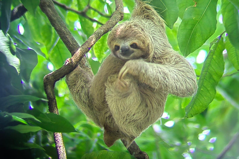 Parc Manuel Antonio : Visite guidée des animaux et de la plageParc Manuel Antonio : Visite guidée de la faune et de la flore et temps passé à la plage.