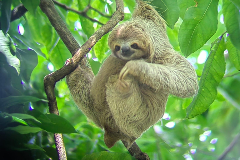 Parc Manuel Antonio : Visite guidée des animaux et de la plageParc Manuel Antonio : Visite guidée de la faune et de la flore et temps passé à la plage.