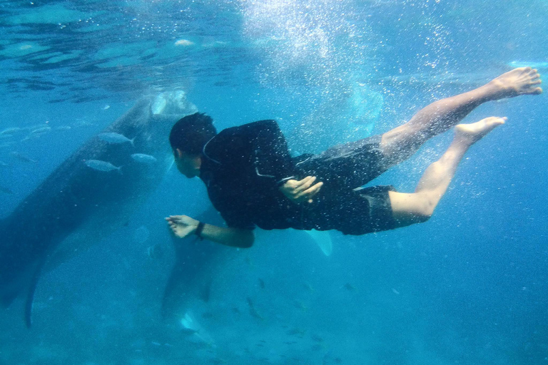 Cebu: Oslob Whale Shark Encounter &amp; SUMILON med transfer