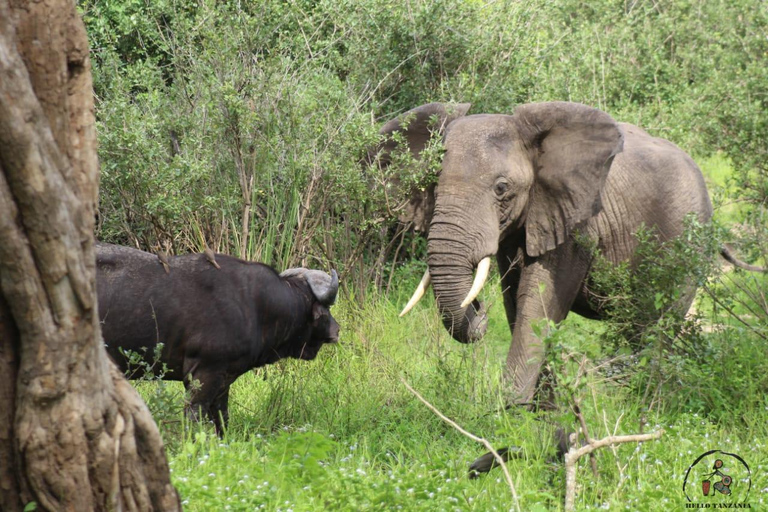 Selous : Un safari hors route d&#039;une journée au départ de Zanzibar