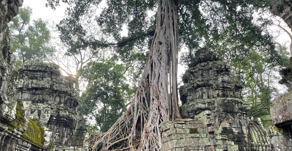 One-Day Angkor Wat, Bayon and Ta Prohm Tour from Siem Reap