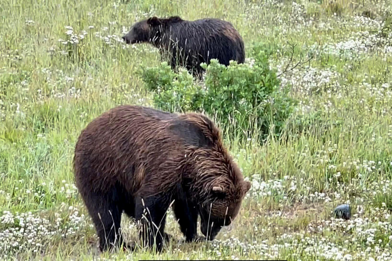 Anchorage: Bears, Beers, and Glacier Tour