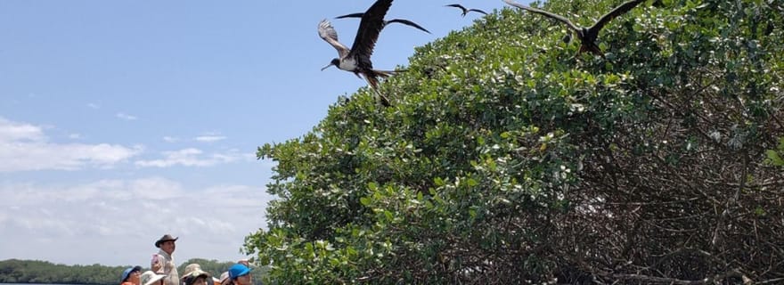 Îles et mangroves envoûtantes à Puerto Pizarro, Tumbes