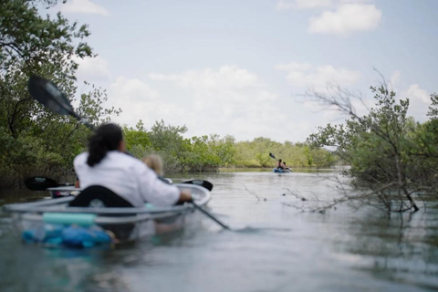 New Smyrna Beach: Guided Clear Kayak Tour with Wildlife