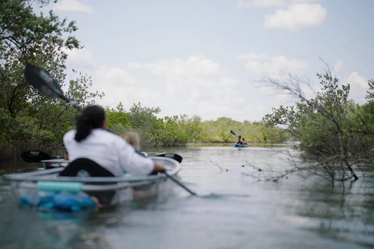 New Smyrna Beach: Guided Clear Kayak Tour with Wildlife