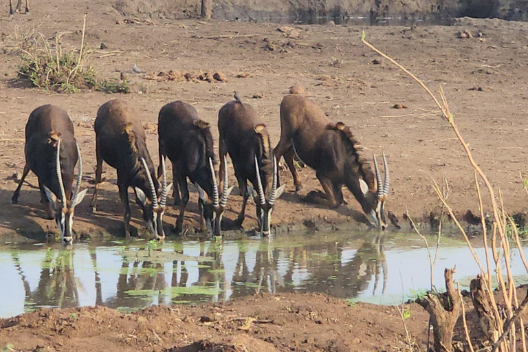 Chobe Overnight Trip (nocna przejażdżka, spacer po wiosce, kemping)