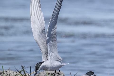 Camargue: Discover Horses and Wild Birds by Electric Golf Cart Petit Rhône Reserve – Immersive tour in a 2-seater electric vehicle