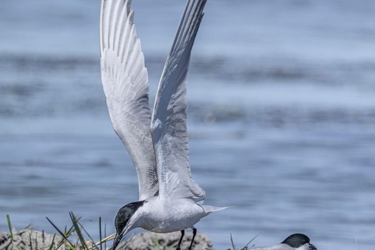 Camargue: Discover Horses and Wild Birds by Electric Golf Cart Petit Rhône Reserve – Immersive tour in a 2-seater electric vehicle