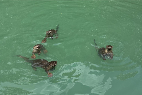 لانكاوي: جولة بالقارب بين أشجار المانغروف مع لوحات الباتيك والمأكولات المحلية