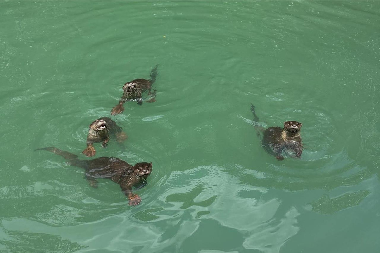 لانكاوي: جولة بالقارب بين أشجار المانغروف مع لوحات الباتيك والمأكولات المحلية