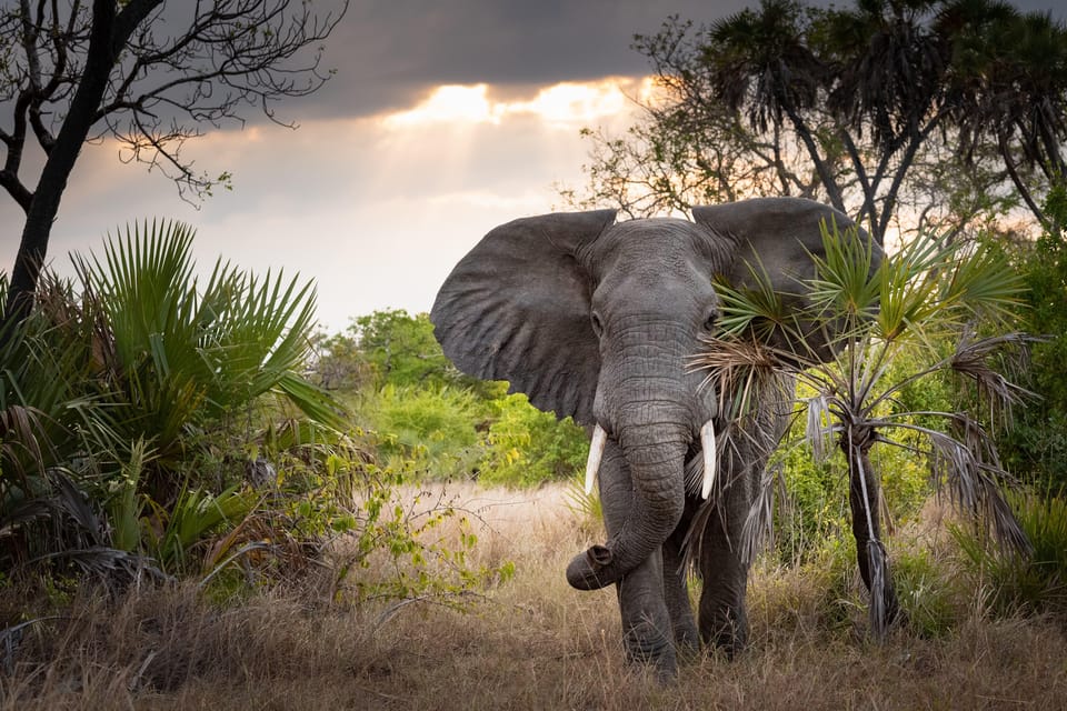 Parque Nacional De Saadani: Safari De 2 Días | GetYourGuide