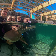 Anna Bay: Irukandji Entry Pass with Zebra Shark Encounter