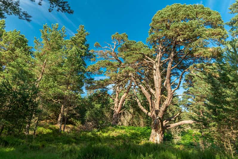 Edinburgh: Tagestour durch die schottischen Highlands mit Guide
