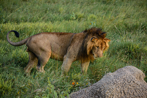 Safari salvaje y de primates de 10 días por Uganda.