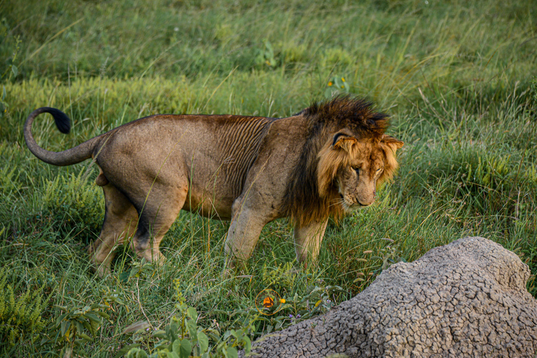 Safari salvaje y de primates de 10 días por Uganda.