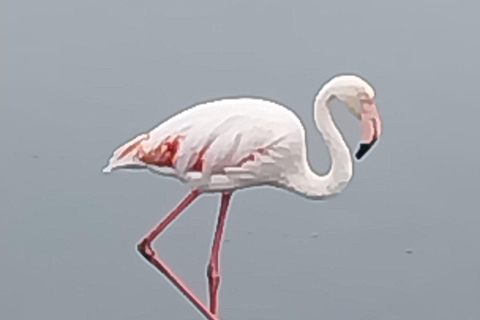 Walvis Bay: Kajakpaddling och Sandwich Harbour dagsutflykt