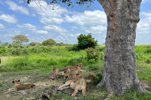 Visita de um dia ao Parque Nacional MikumiViagem diurna ao Parque Nacional Mikumi saindo de Zanzibar (voo)