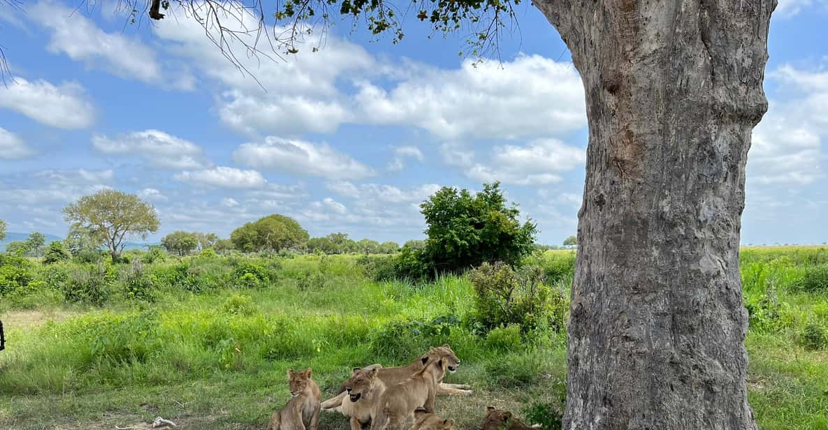 Visita De Un D A Al Parque Nacional De Mikumi Getyourguide