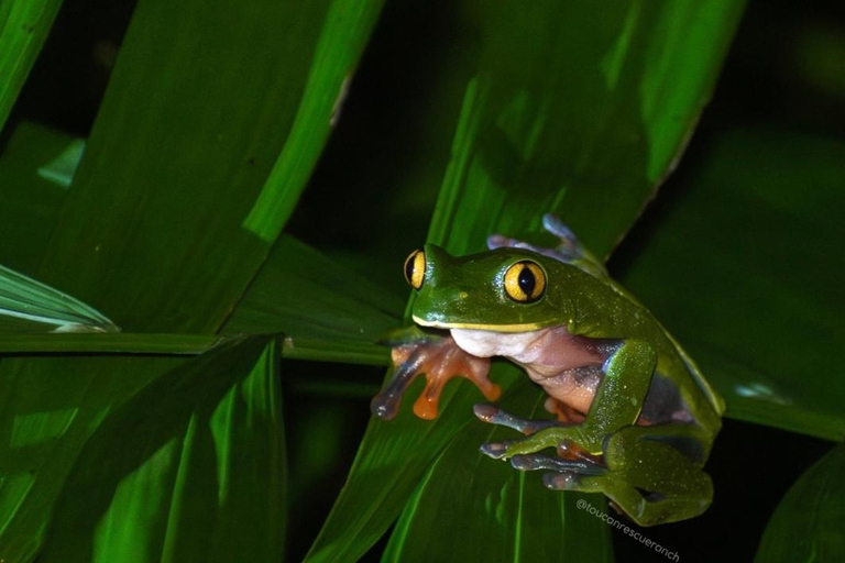 San Jose: Night Guided Wildlife Walk at Wildlife Sanctuary
