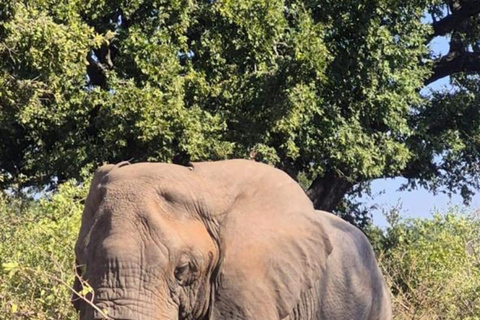 From Maputo: 2-Day Kruger National Park Safari