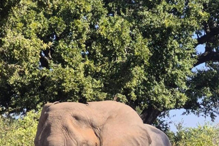 From Maputo: 2-Day Kruger National Park Safari