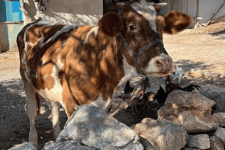 Bodrum: Etrim Village Artisan Experience with Weaving