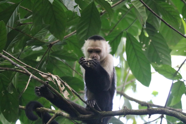 Uvita: Corcovado Rainforest & Wildlife Adventure