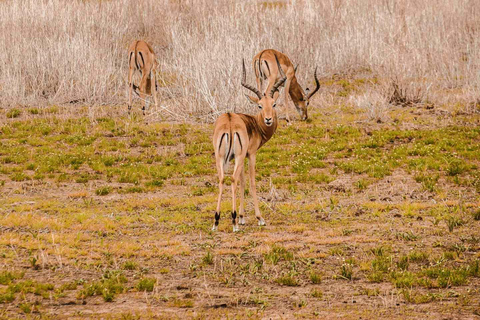 Kenya: 8-Day Mid-Range Safari - All Inclusive