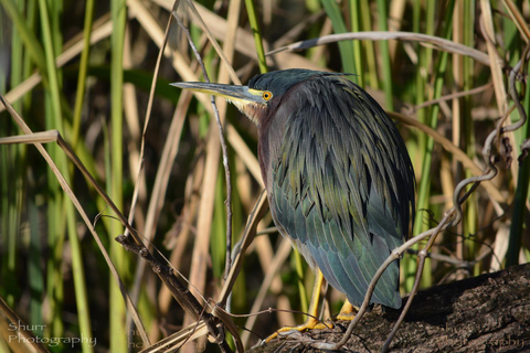 Everglades Kayak Safari Adventure Through Mangrove Tunnels