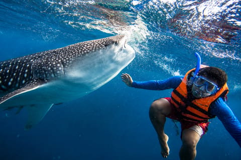 From Moalboal: Oslob Whale Shark Swimming Experience - Image 2