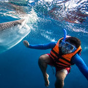 From Moalboal: Oslob Whale Shark Swimming Experience