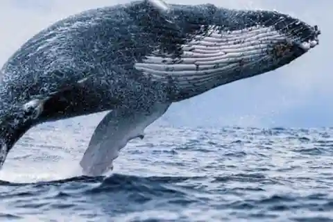 Oahu: Waikiki Whale Watch Boat Tour
