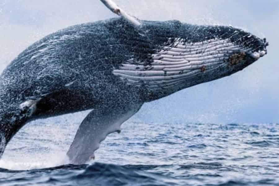 Oahu: Waikiki Whale Watch Boat Tour. Foto: GetYourGuide